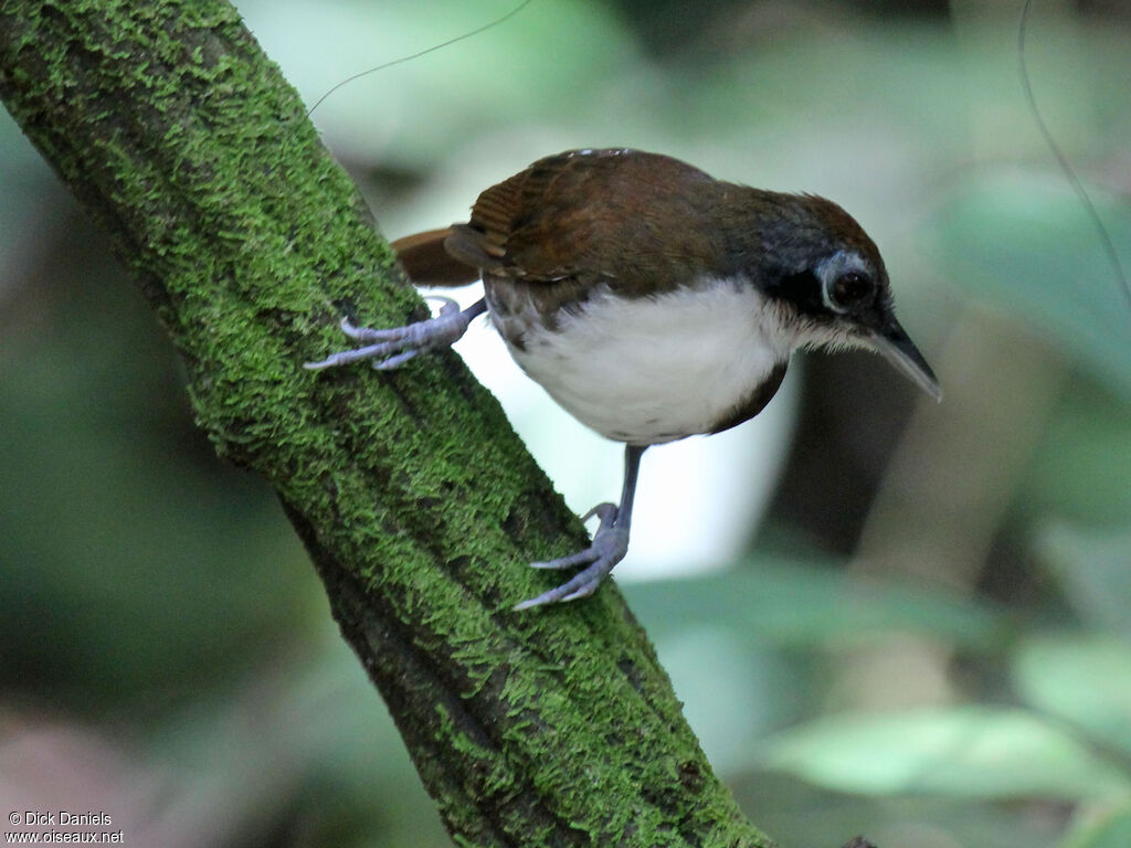 Bicolored Antbird male adult, identification