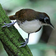 Bicolored Antbird