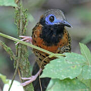 Ocellated Antbird