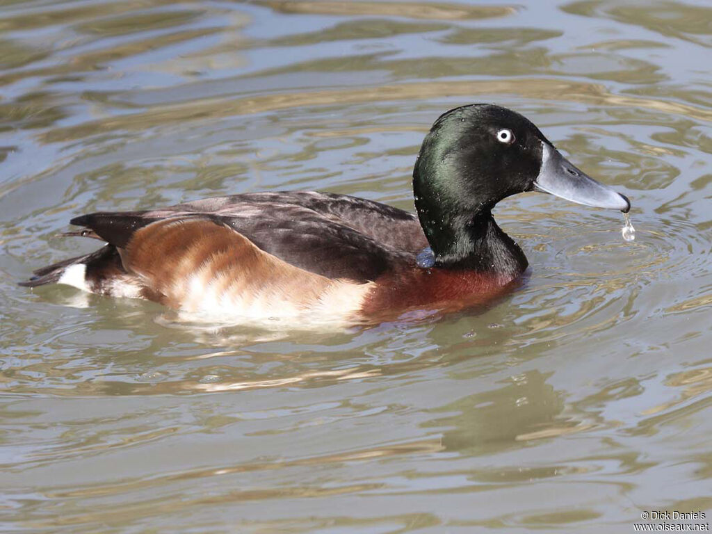 Baer's Pochard male adult, identification