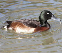 Baer's Pochard