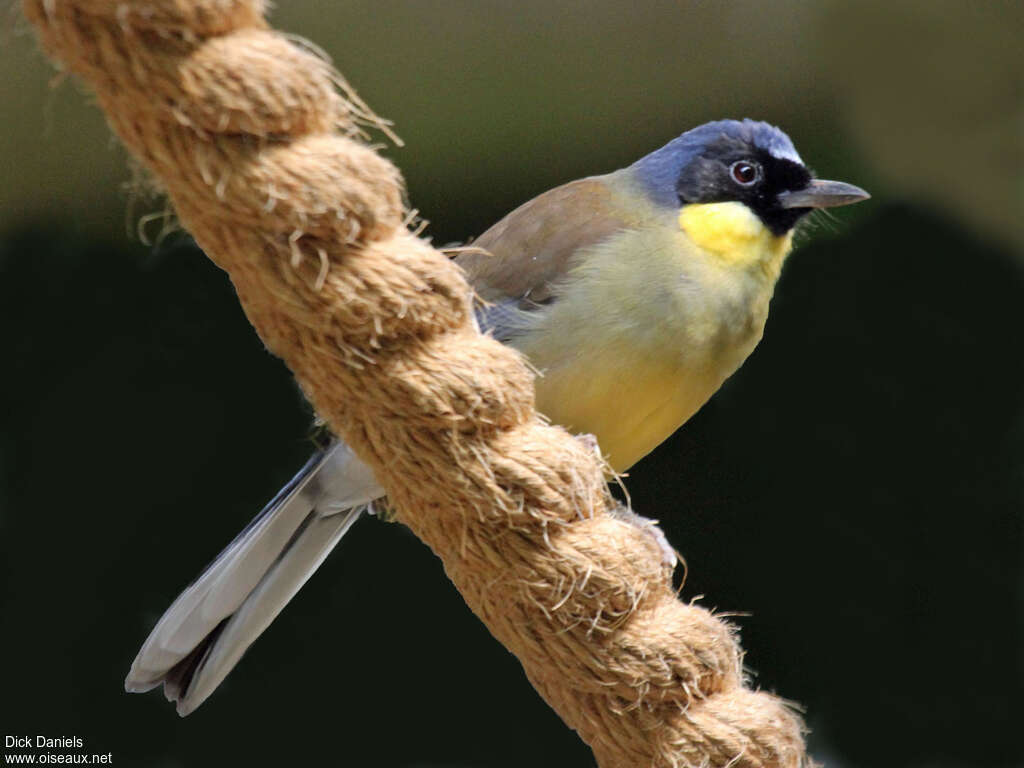 Blue-crowned Laughingthrushadult, identification