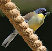 Blue-crowned Laughingthrush