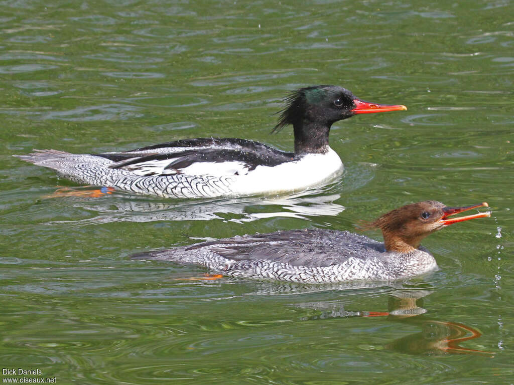 Scaly-sided Merganser male adult breeding, identification