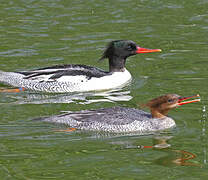 Scaly-sided Merganser