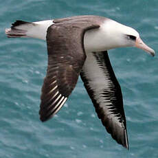 Albatros de Laysan
