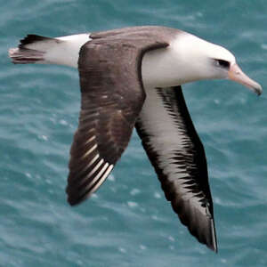 Albatros de Laysan