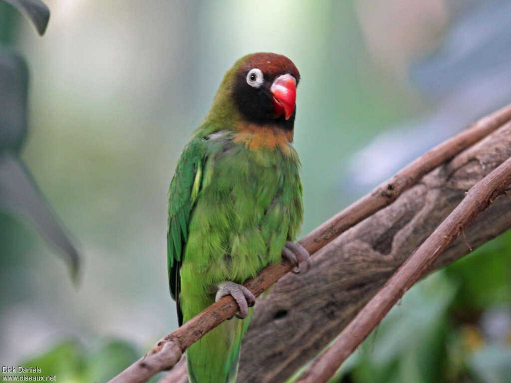 Black-cheeked Lovebird, identification