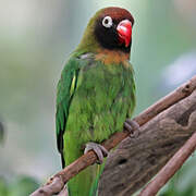 Black-cheeked Lovebird