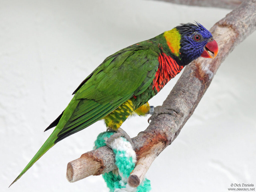 Rainbow Lorikeet, identification