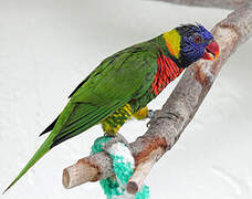 Rainbow Lorikeet