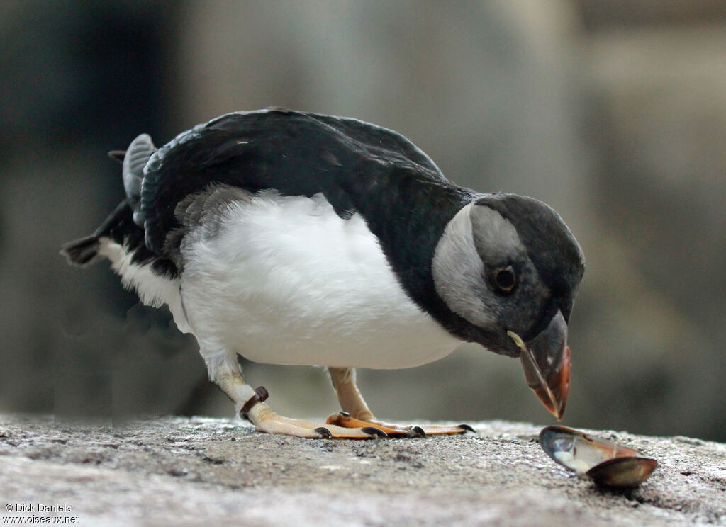 Macareux cornujuvénile, identification