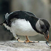 Horned Puffin