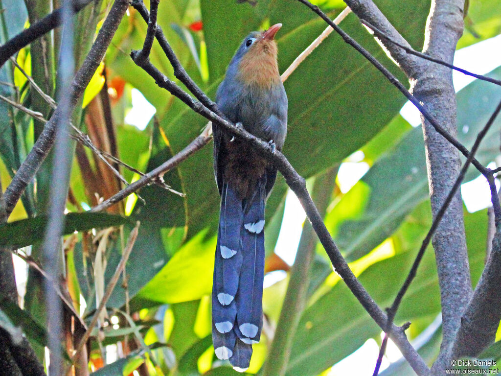 Red-billed Malkoha