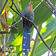 Red-billed Malkoha