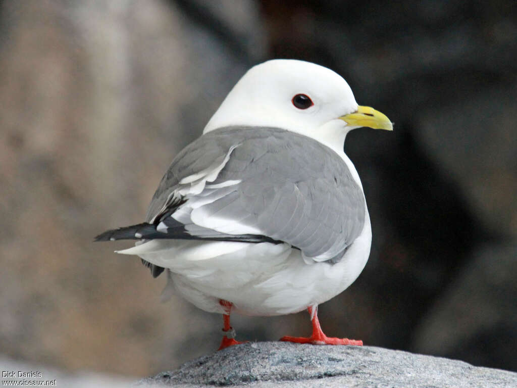 Mouette des brumesadulte