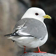 Red-legged Kittiwake