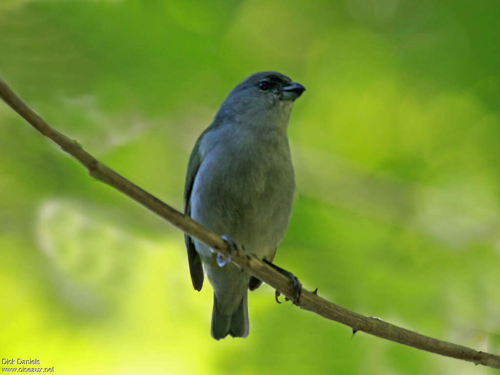 Jamaican Euphonia, identification