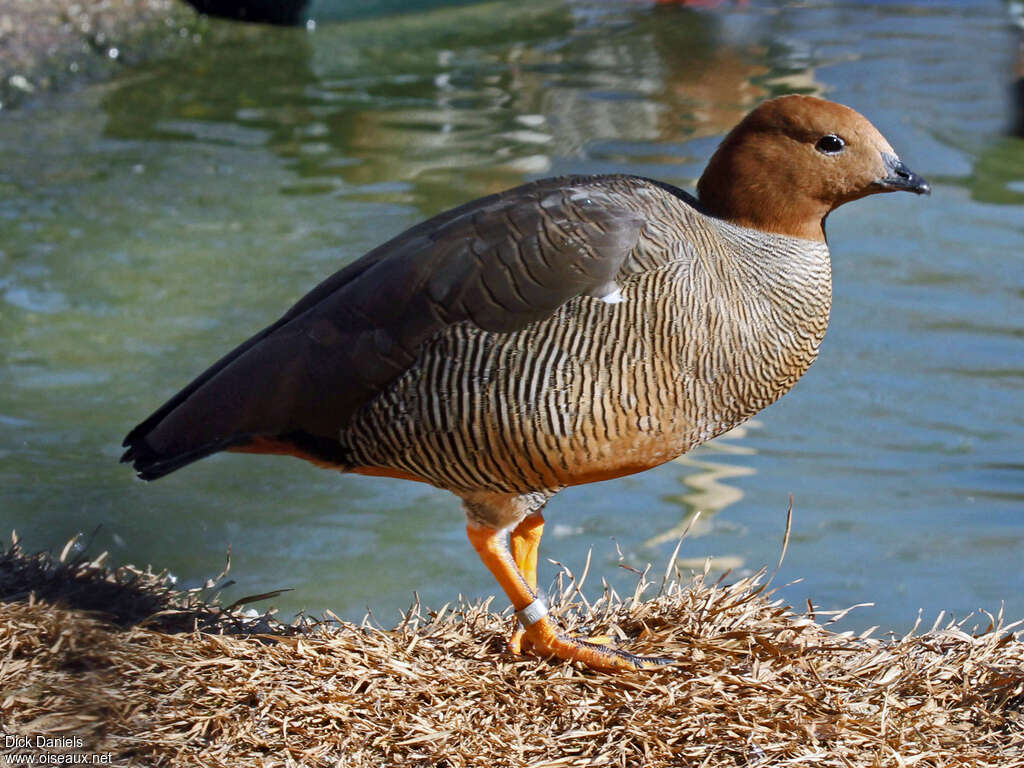 Ouette à tête rousseadulte, identification