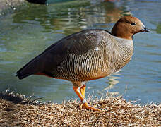 Ruddy-headed Goose