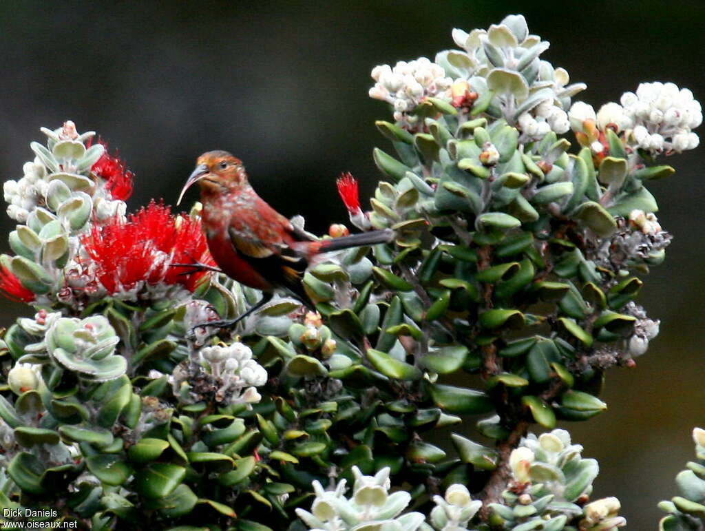 Picchion cramoisi, identification