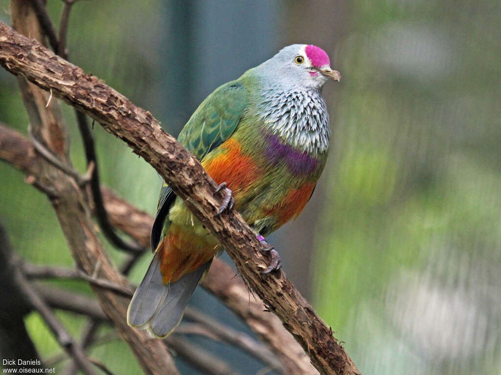 Mariana Fruit Dove, identification