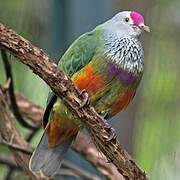 Mariana Fruit Dove