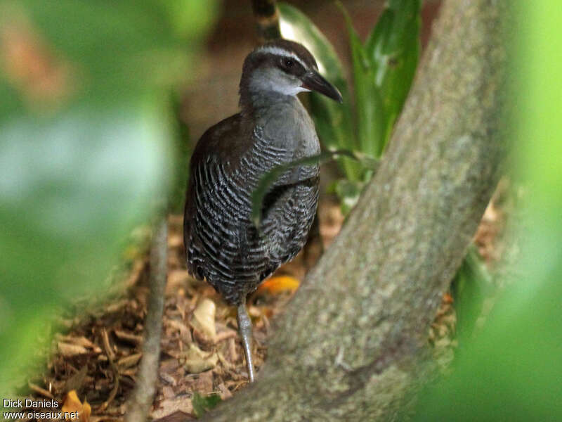 Râle de Guam, identification