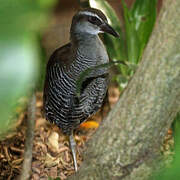 Guam Rail