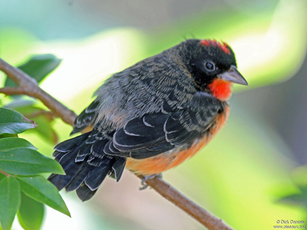 Rhodospingue ponceauadulte