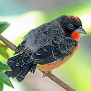 Crimson-breasted Finch