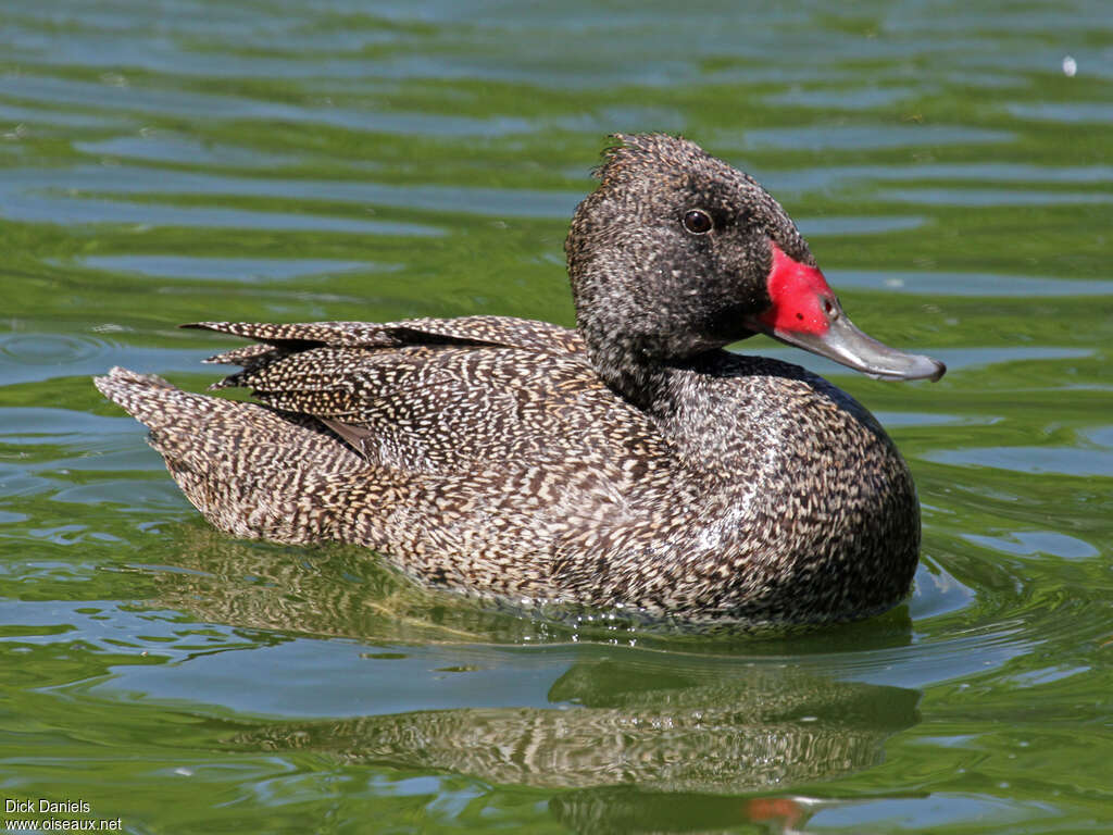 Freckled Duck male adult, close-up portrait