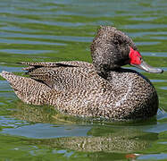 Freckled Duck