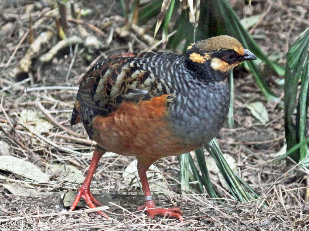 Torquéole de Java, identification