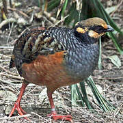 Chestnut-bellied Partridge