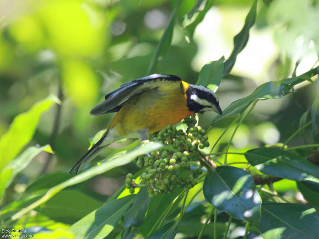 Jamaican Spindalis male adult, identification