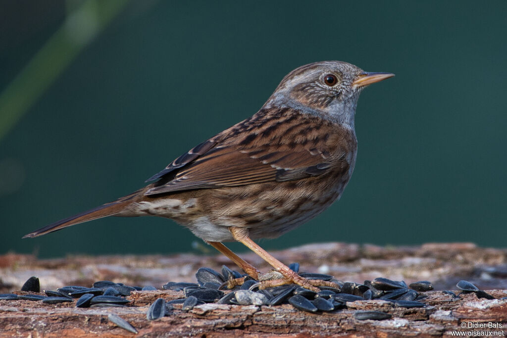 Dunnock