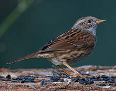 Dunnock