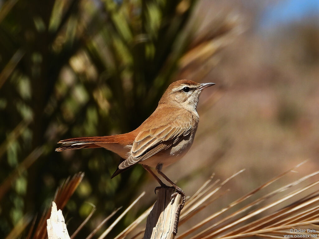 Rufous-tailed Scrub Robin