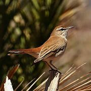 Rufous-tailed Scrub Robin