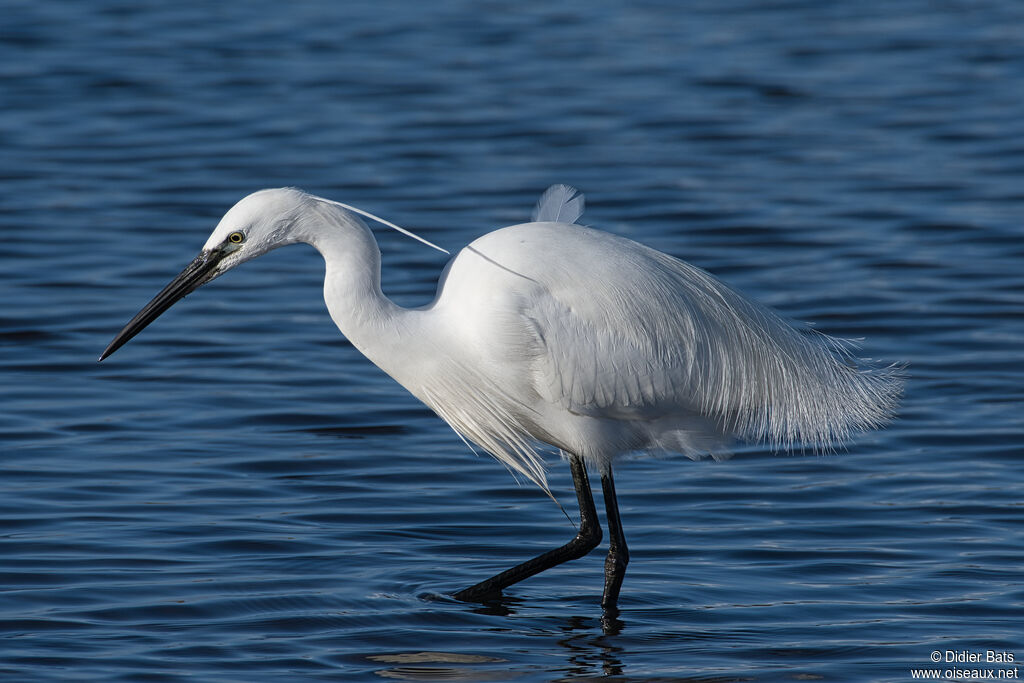 Aigrette garzette