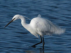 Little Egret