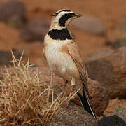 Temminck's Lark