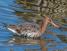 Black-tailed Godwit