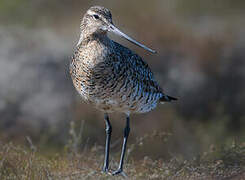 Bar-tailed Godwit