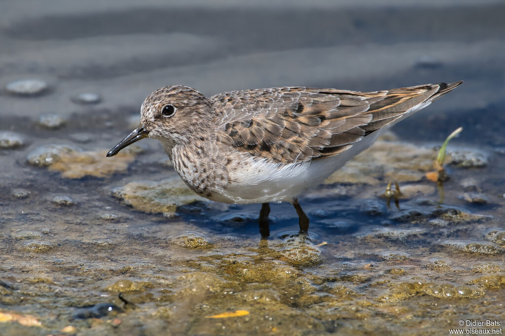 Temminck's Stint