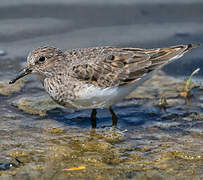 Temminck's Stint