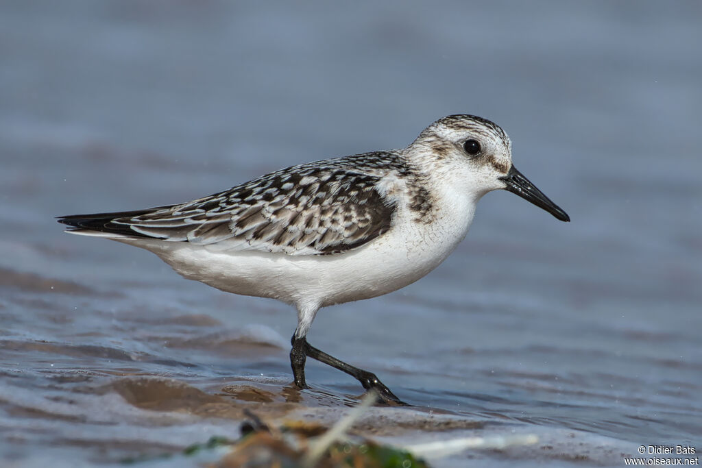 Sanderling