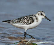 Bécasseau sanderling