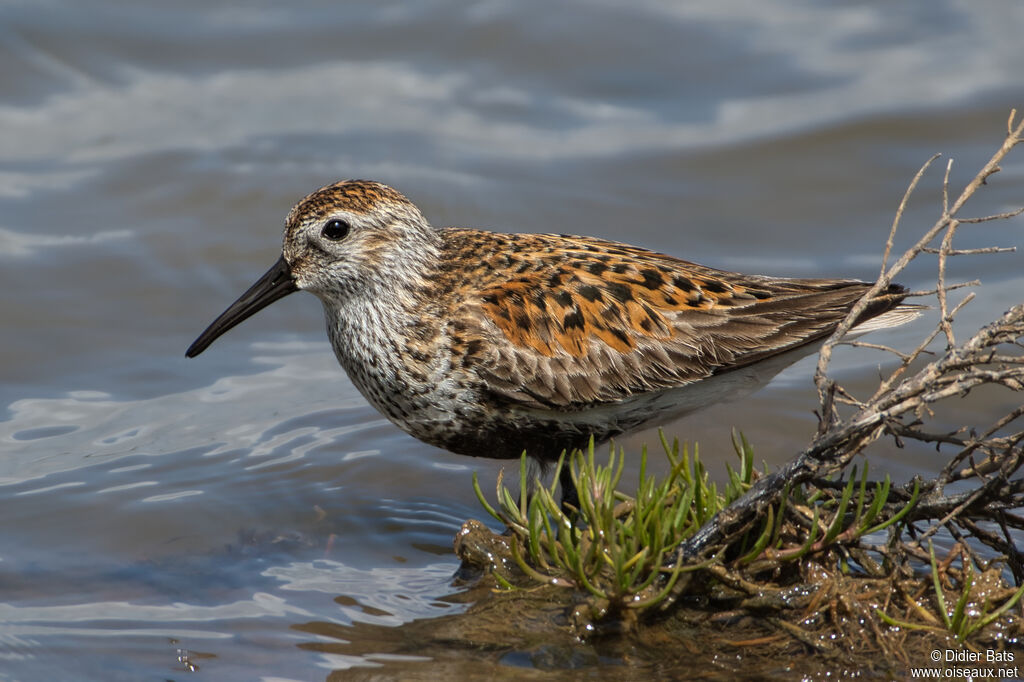 Bécasseau variable